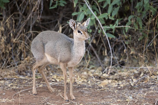 Gunther's dik-dik (Madoqua guentheri)