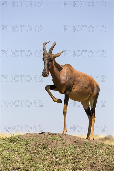 Topi (Damaliscus lunatus jimela)