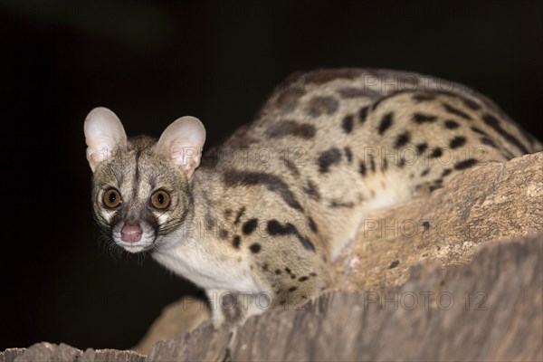 Rusty-spotted Genet (Genetta maculata)