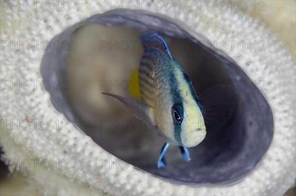 Splendid Dottyback (Pseudochromis splendens) in sponge