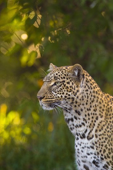 Leopard (Panthera pardus)