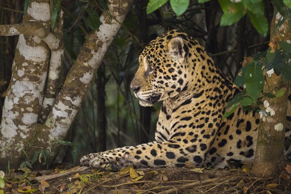 Jaguar (Panthera onca)