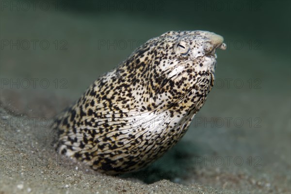 Marbled snake eel (Callechelys marmorata) looking out of a sandy ground