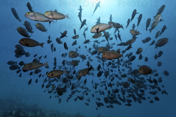 Shoal of Elongate Surgeonfish (Acanthurus mata)