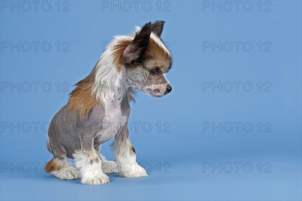 Chinese Crested Dog