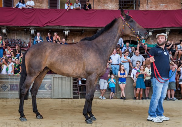 Horse is presented to the spectators and supporters after the Palio di Siena