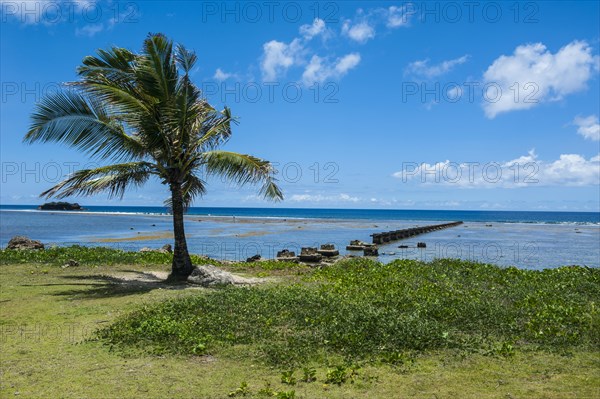 Lonely Palm tree in the Pacific National Historical Park