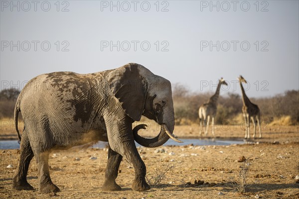 African Elephant (Loxodonta africana) young animal at a dust bath