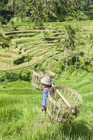 Farmer on rice terraces