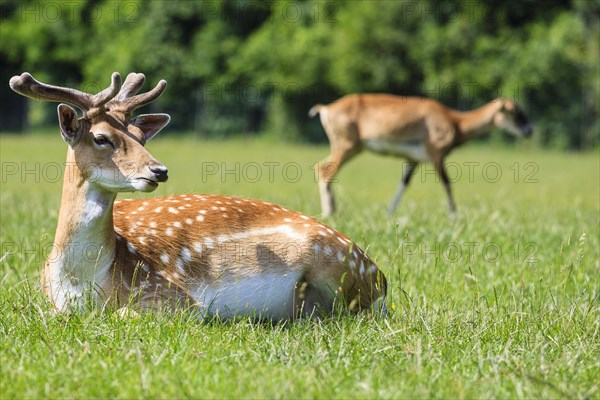 Young Fallow Deer (Dama dama)