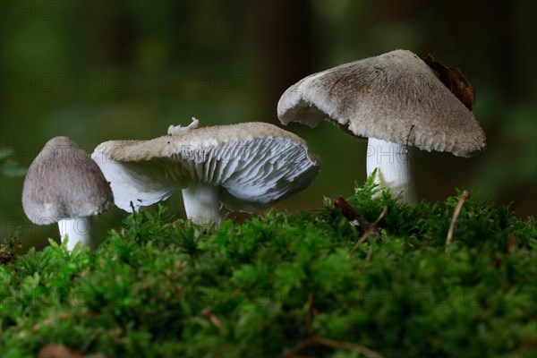 Knackers Crumpet (pluteus salicinus)