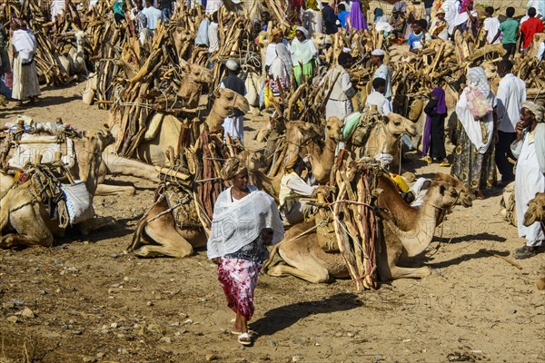 Camels loaded with firewood on the Monday market of Keren