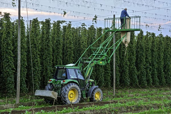 Cleaning of the wire racks after the hop harvest