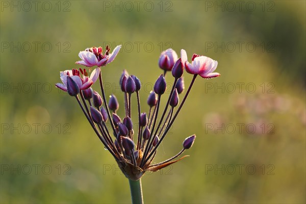 Flowering Rush (Butomus umbellatus)