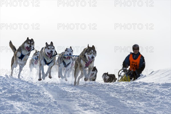 Sled dog racing