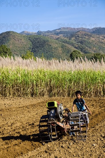 Boy with a walk-behind tractor working on a sugar cane field