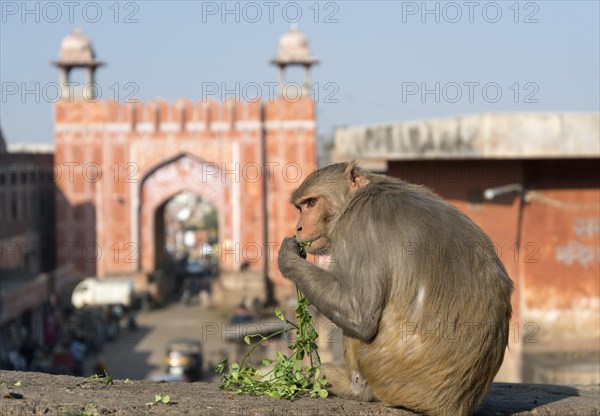 Rhesus Macaque (Macaca mulatta)