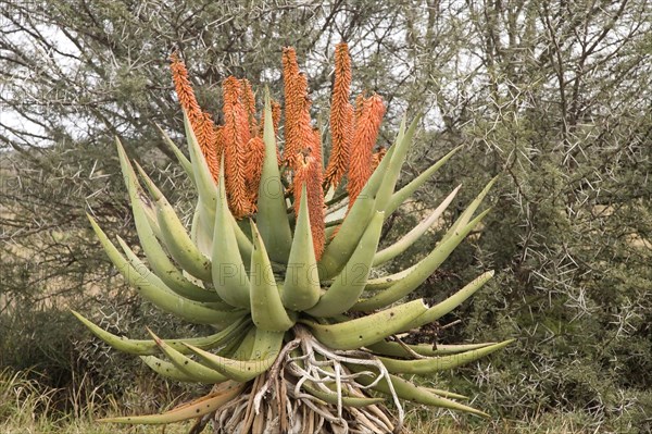 Cape Aloe