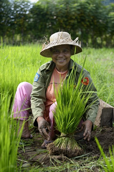 Rice farmer with rice seedlings