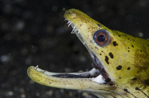 Fimbriated moray (Gymnothorax fimbriatus) showing teeth