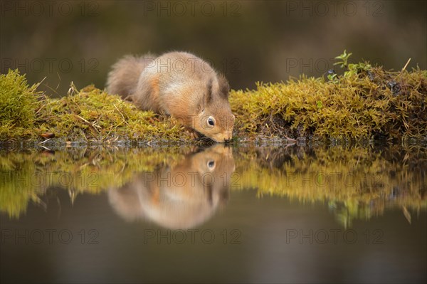 Eurasian Red Squirrel (Sciurus vulgaris) adult