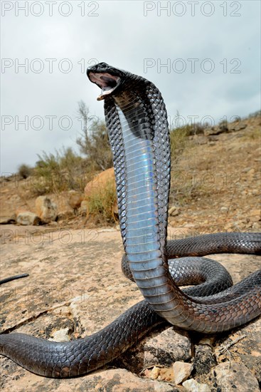 Egyptian cobra (Naja haje)