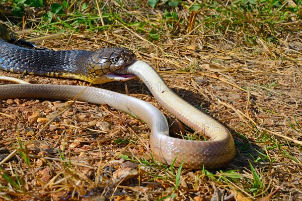 King cobra (Ophiophagus hannah)