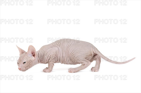 Don Sphynx kitten