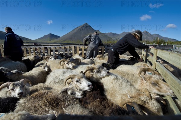 Sheep in a pen