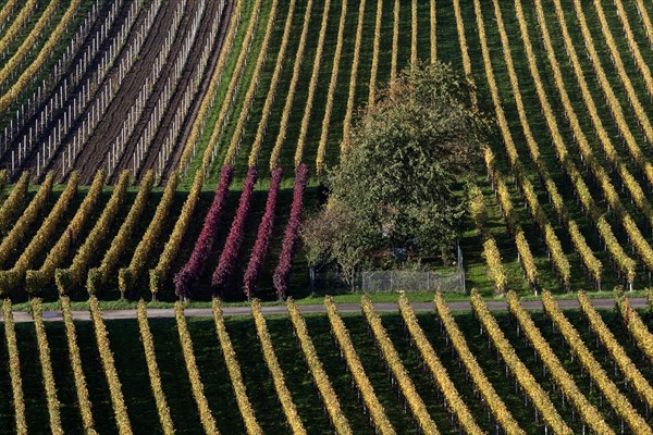 Vineyard in autumn colours