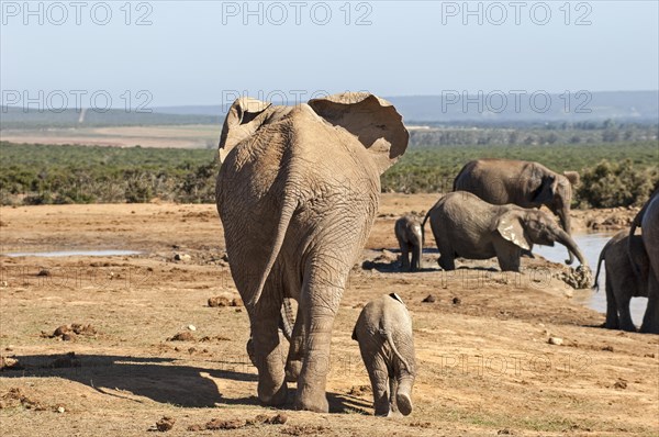 African Elephants (Loxodonta africana)