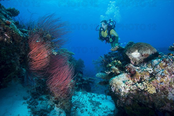 Diver looking at a Red Sea Whip (Ellisella ceratophyta)