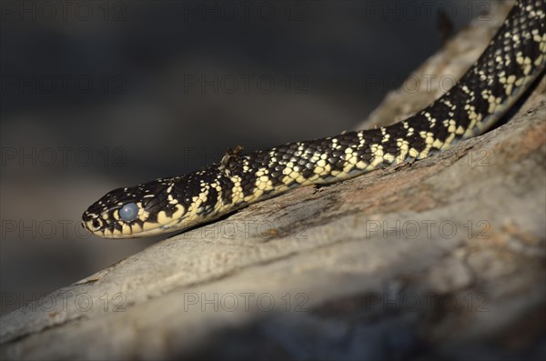 Green Whip Snake or Western Whip Snake (Hierophis viridiflavus)