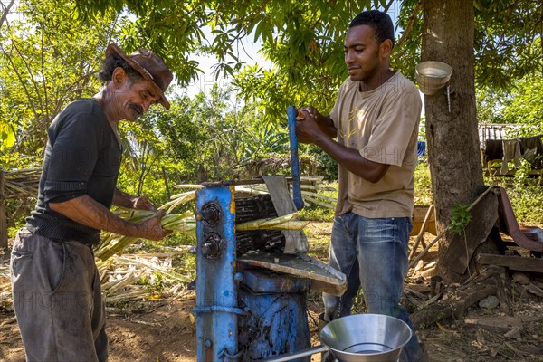 Sugar cane farmers extracting the sugar cane juice with a a mechanical sugar cane squeezing machine