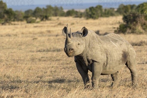 Black Rhinoceros (Diceros bicornis) adult