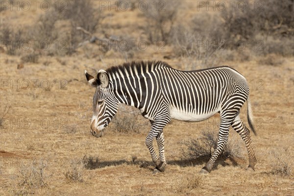 Grevy's Zebra (Equus grevyi)