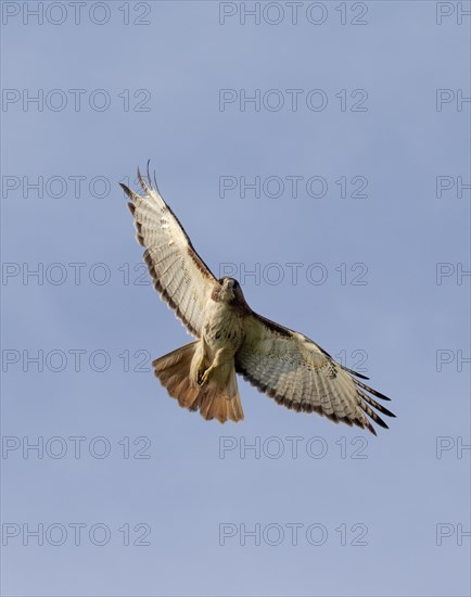 Red-tailed Hawk (Buteo jamaicensis)