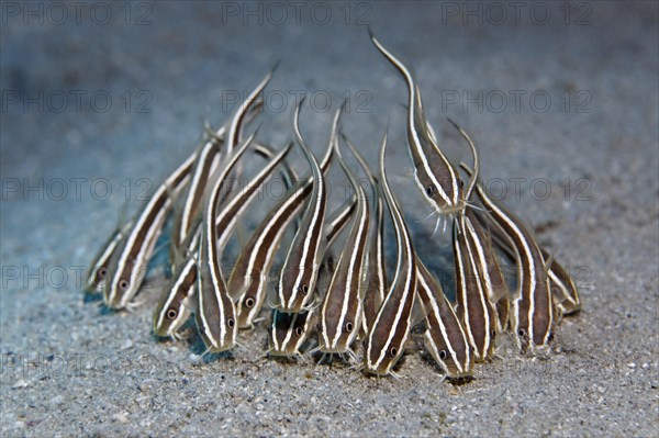 Shoal of Striped eel catfish (Plotosus lineatus) on sandy ground