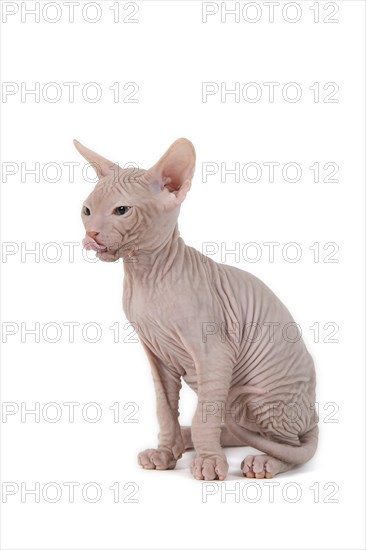 Don Sphynx kitten