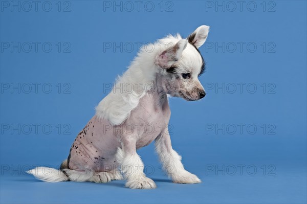 Chinese Crested Dog