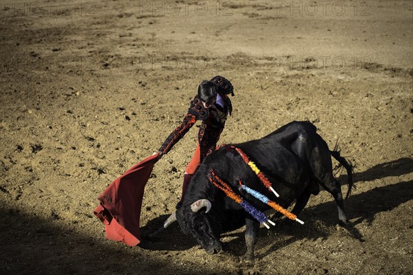 Bullfighter