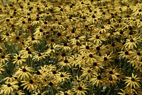 Yellow Coneflower or Black Eyed Susan (Rudbeckia fulgida)