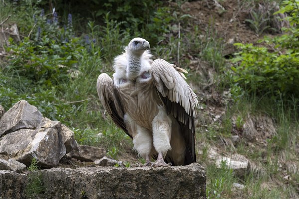 Griffon Vulture (Gyps fulvus)