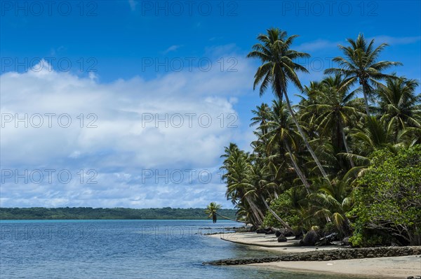 White sand beach and palm trees