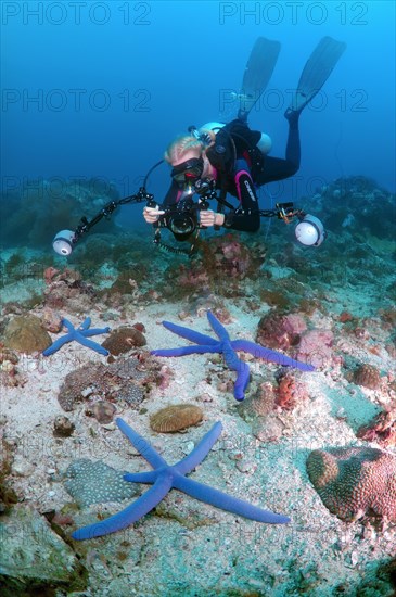 Diver taking pictures of Blue Starfish (Linckia laevigata)