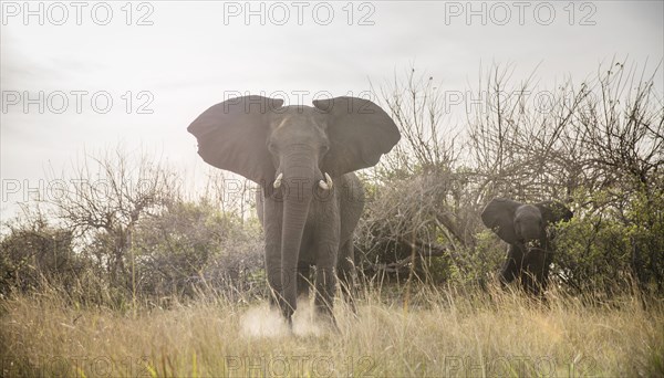 African elephants (Loxodonta africana) mother with young