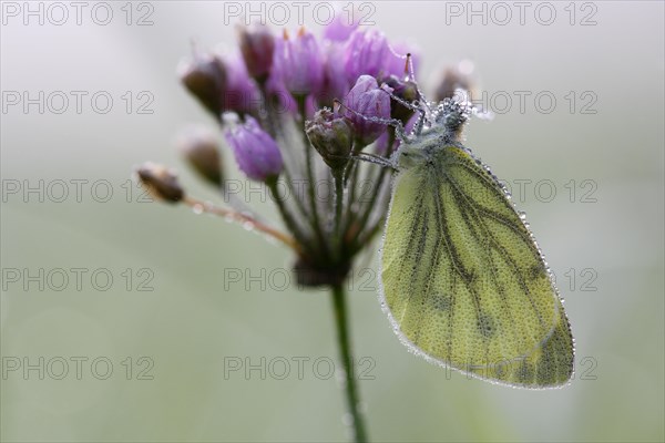 Green veined White (Pieris napi) on flowering rush (Butomus umbellatus)