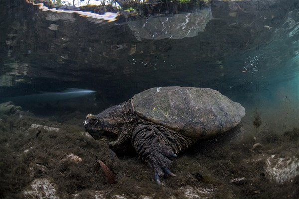 Common Snapping Turtle (Chelydra serpentina)