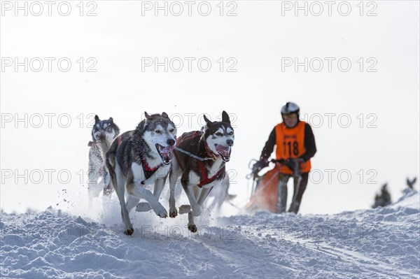 Sled dog racing