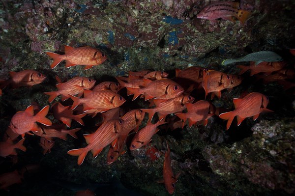 School of Pinecone Soldierfish (Myripristis murdjan)